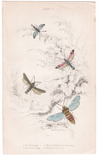 Plate 13 
Bee Clear-wing
Breeze Clear-wing
Blach & white horned Clear-wing
Ruby fly Clear-wing